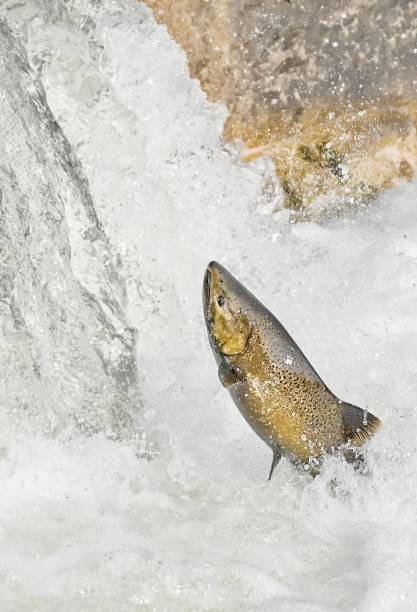 istock Salmon leaps through the stream of a river 1733171054