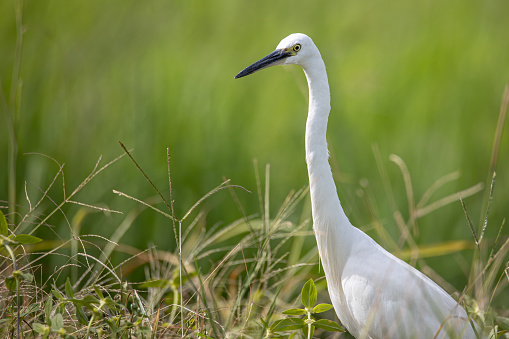 Nature wildlife image of cattle egret on paddy field with nature green background