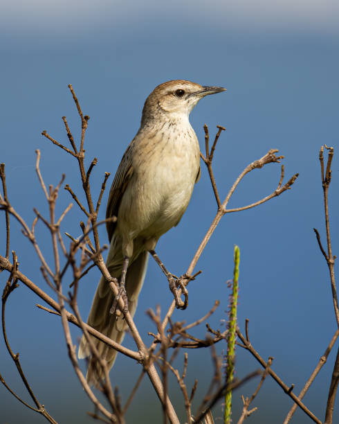 istock Close-up image of beautiful Striated Grass bird with nature background 1733172664