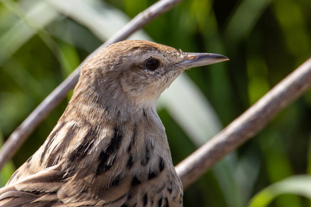 istock Close-up image of beautiful Striated Grass bird with nature background 1733172679