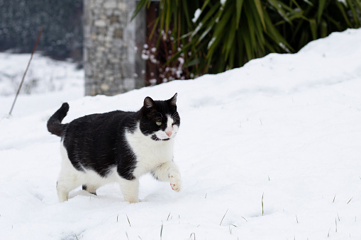 male black and white stray cat, walking in the snow in winter time, hunting. . horizontal with copy space.