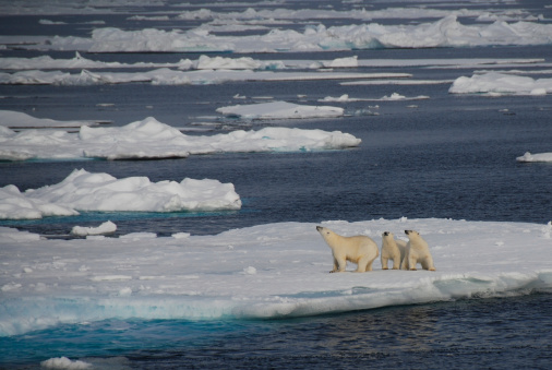 Family of polar bears on an iceberg, Greenland
