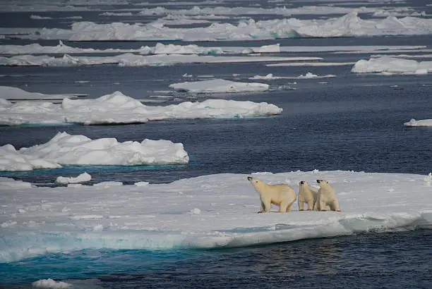 Photo of Family of polar bears on an iceberg, Greenland