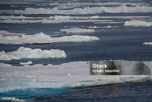 Foto de Família De Ursos Polares Em Um Icebergue Groenlândia e mais fotos de stock de Urso polar