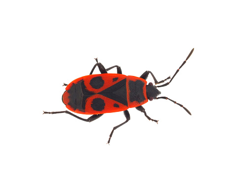 The firebug, Pyrrhocoris apterus, is a common insect of the family Pyrrhocoridae.