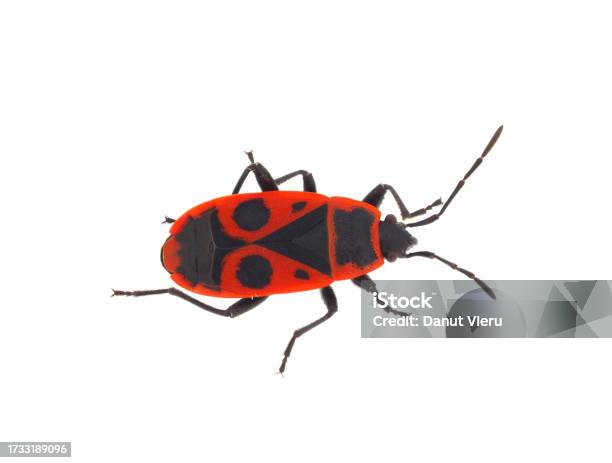Firebug Pattern European Firebug Isolated On White Background Pyrrhocoris Apterus Stock ...