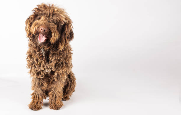 istock curly-haired Turkish Andalusian dog on a white background with space for text 1733190267