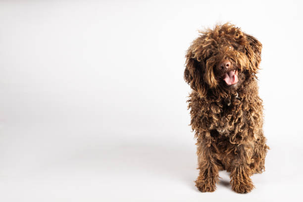 istock Beautiful Turkish Andalusian dog with curly coat on white background with copy space 1733190812