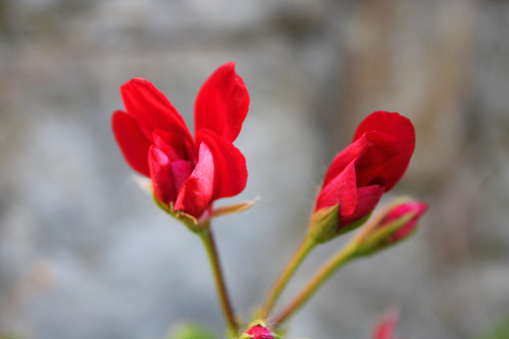 Geranium flower , red geranium close-up. A Coruna province, Galicia, Spain.