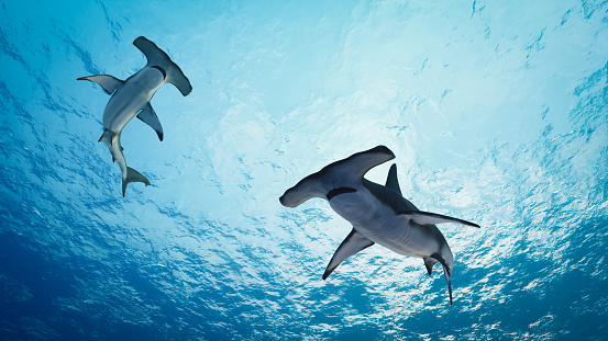 Adult woman underwater diving with sharks