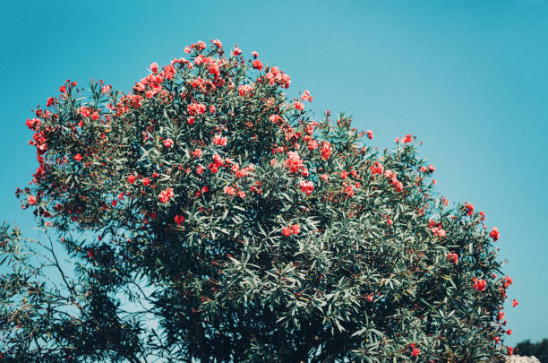 Large bush of Nerium oleander, also known as Rose laurel or be-still tree, in southern Italy. With a little bit go grain.