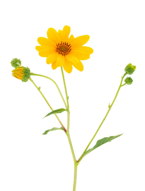 istock Cheerful sunflower isolated on white background, Helianthus laetiflorus 1733203579