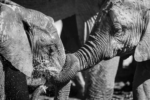 Asian Elephant portrait Close Up in Sri Lanka