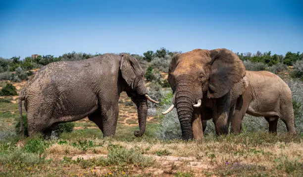 African Elephants in the wild