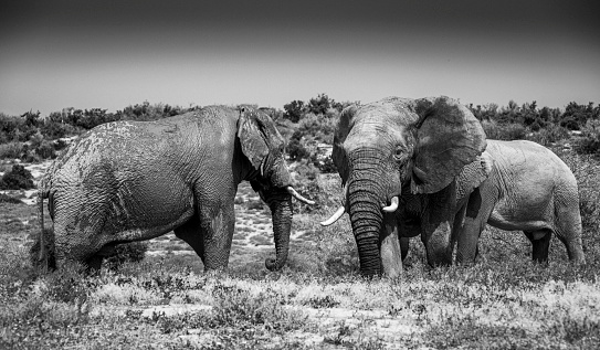 African Elephants in the wild