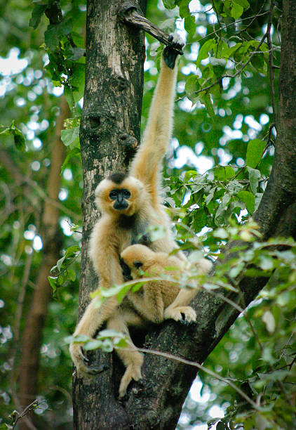 istock Family yellow cheek gibbon 173320640