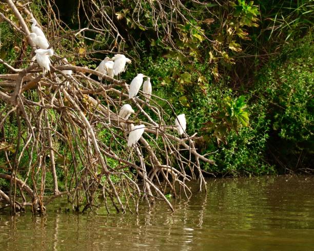 istock A scenery with herons on tree branches over a clear lake water 1733206504