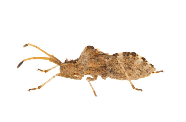 istock Western conifer seed bug isolated on white background, Leptoglossus occidentalis 1733207599