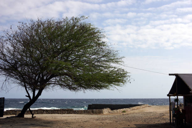 istock trees and houses on the beach 1733214300