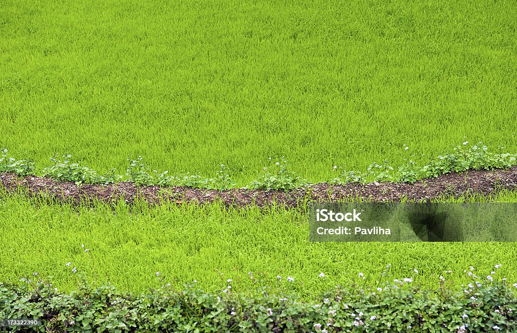 녹색 쌀 및 Buchwheat 있는 필드를 시킴 인도 아시아 - 로열티 프리 0명 스톡 사진
