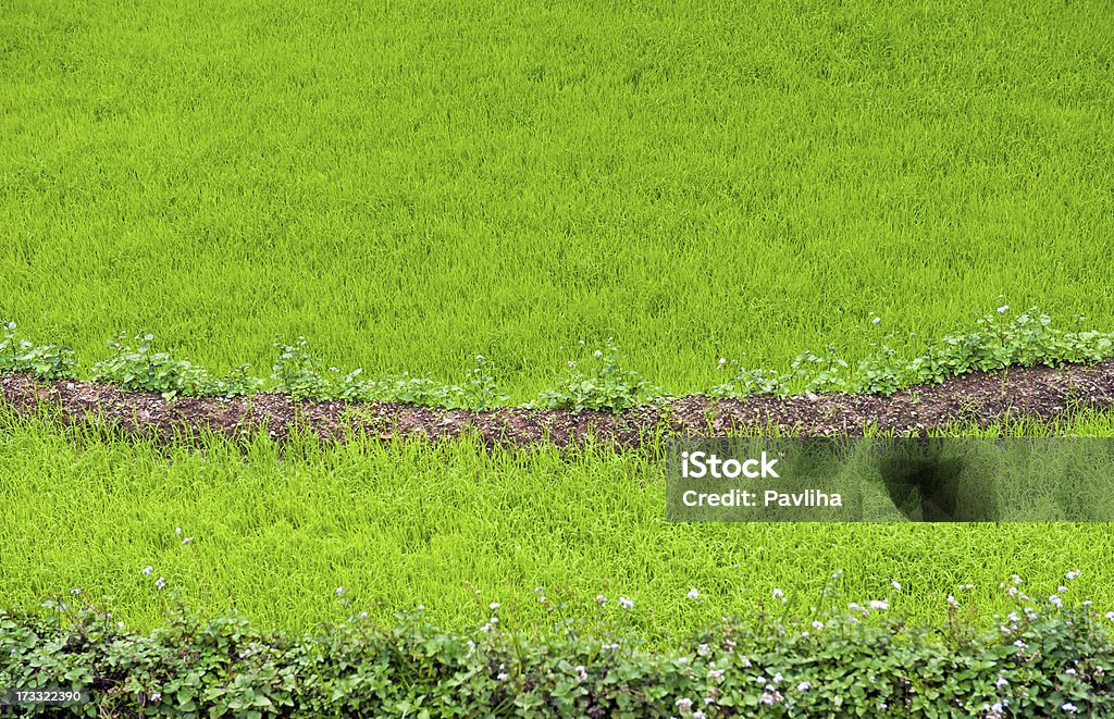 Arroz verde e Buchwheat em campos de Sikkimsikkim.kgm Índia, Ásia - Royalty-free Agricultura Foto de stock