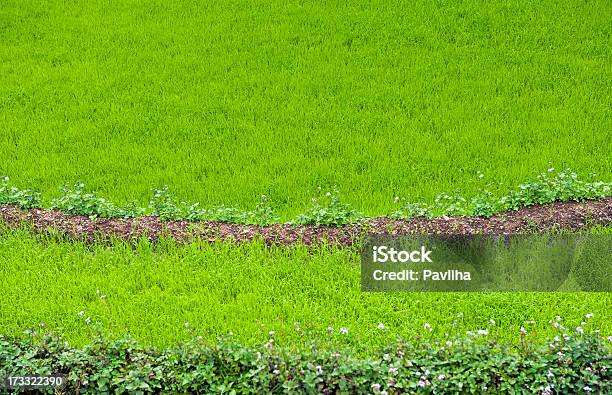 Foto de Arroz Verde E Buchwheat Em Campos De Sikkim Índia Ásia e mais fotos de stock de Agricultura
