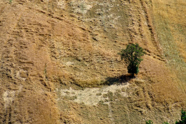 istock view of the tree in the wheat field 1733225121