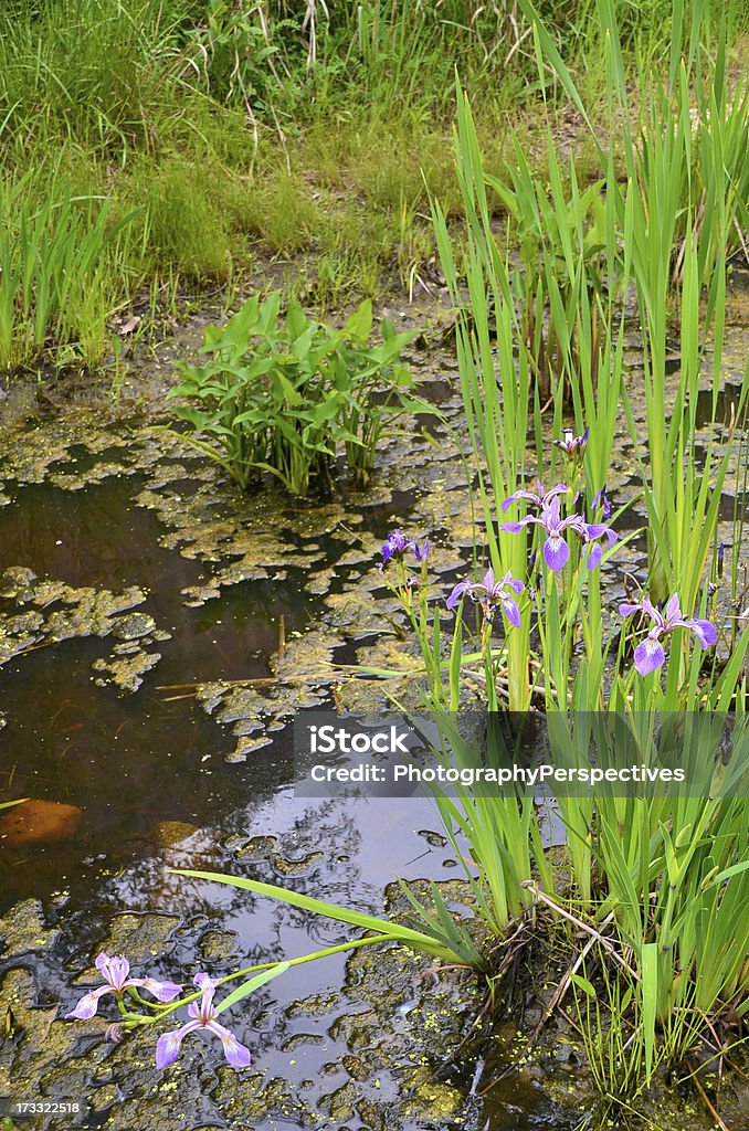 Iris de flores - Foto de stock de Alga royalty-free