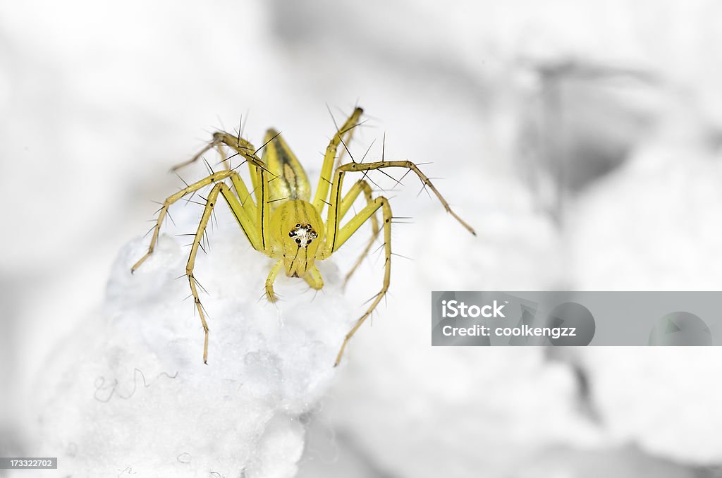 Lynx Spider auf den höchsten swab - Lizenzfrei Bauch Stock-Foto