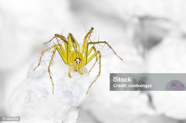 Araña Lince En El Máximo De Hisopo Foto de stock y más banco de imágenes de Abdomen - Abdomen, Abdomen animal, Afilado