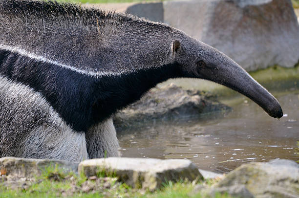 istock Giant Anteater in the water 173322929