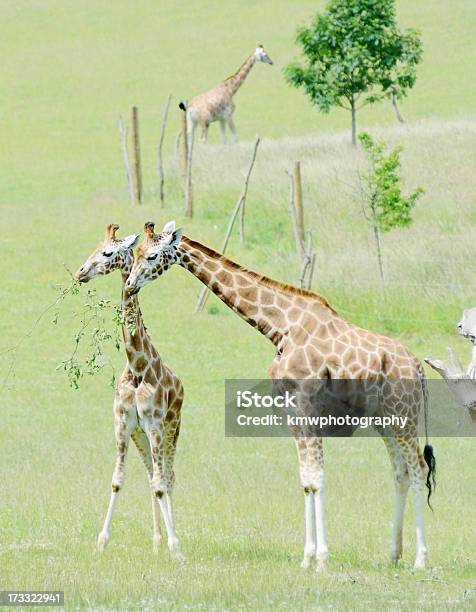 Jirafa Madre Y Bebé Foto de stock y más banco de imágenes de Aire libre - Aire libre, Alimentar, Alto - Descripción física