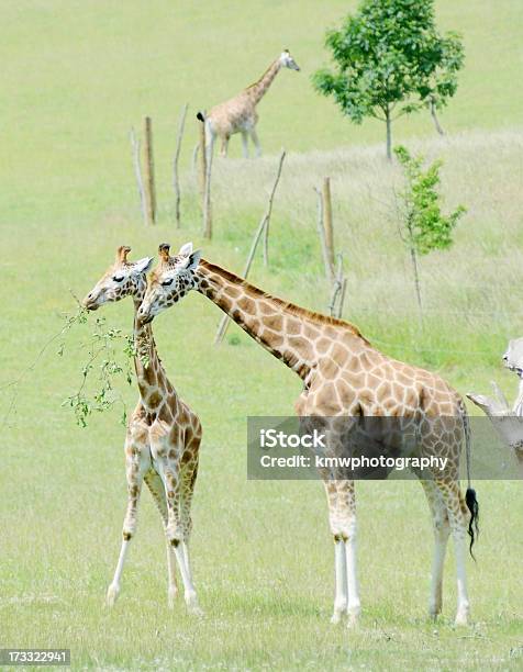 Жираф Мать И Ребенок — стоковые фотографии и другие картинки Африка - Африка, Вертикальный, Высокий