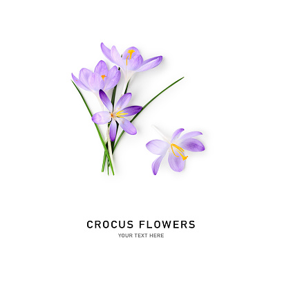 Crocus spring flowers. Lilac crocuses on stem with leaves creative layout isolated on white background. Springtime themes. Top view, flat lay. Design element