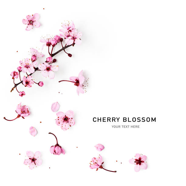 istock Cherry blossom, pink spring flowers isolated on white background 1733230568