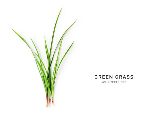 istock Green grass creative layout. Sedge blades isolated on white background 1733232262