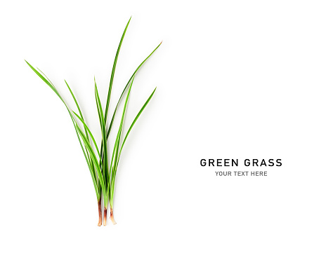 Green grass bunch composition and creative layout. Striped sedge blades isolated on white background. Summer meadow. Environment conservation concept. Top view, flat lay. Design element.