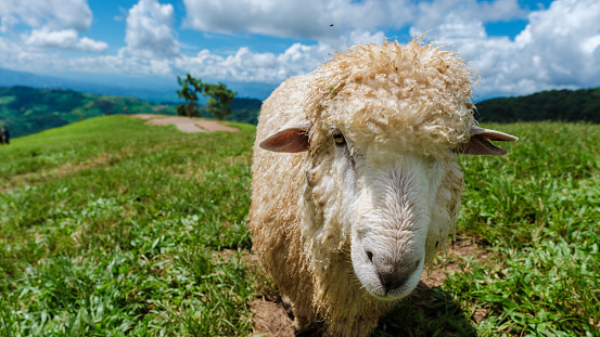 close-up of a sheep on a meafow in new zealand