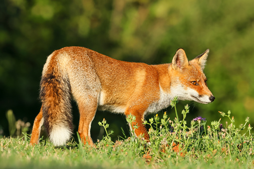 The red fox in the field in the light of sunset