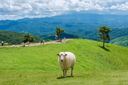 a group of sheep at a sheep farm in Chiang Rai Northern Thailand Doi CHang mountain green landscape