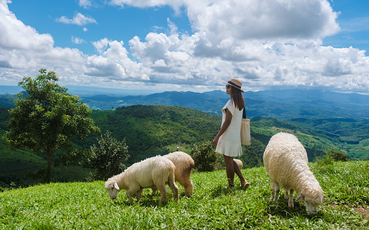 a Asian woman with a group of sheep at a sheep farm in Chiang Rai Northern Thailand Doi CHang mountain