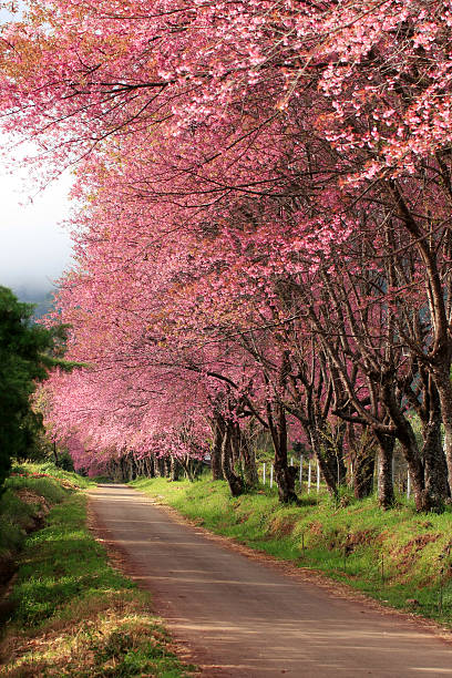 cherry blossom road