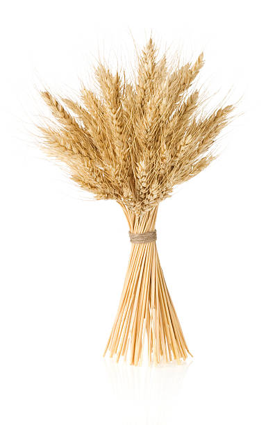 istock ears of barley  isolated on white 173329103