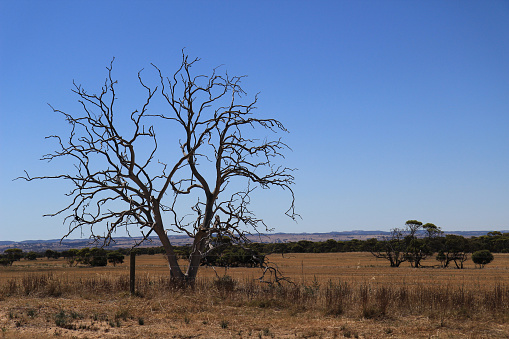 Dead tree consequences of climate change in Australia