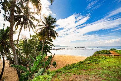A tropical beach with palm trees and a blue sky. The beach is sandy and has a few rocks scattered around. The palm trees are tall and have green leaves. The sky is blue with a few clouds. The ocean is visible in the background and is a light blue color. The grass is green and well maintained. The image is taken from a high angle, and the horizon is visible in the background.