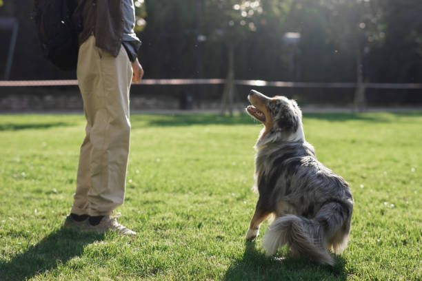istock Australian Shepherd looking at owner, green grass on a sunny day 1733294480