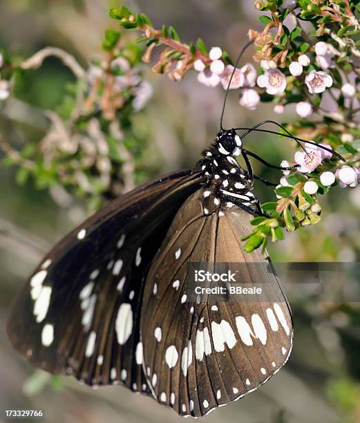 Photo libre de droit de Papillon Boire Nectar banque d'images et plus d'images libres de droit de Beauté de la nature - Beauté de la nature, Fleur - Flore, Macrophotographie