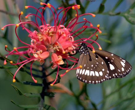 A common crow butterfly rests on a beautiful Australian grevillea flower in low autumn light