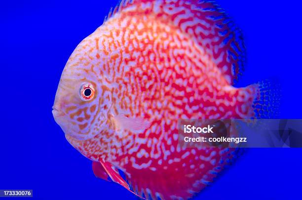 Red Symphysodon Diskuswurf In Blau Stockfoto und mehr Bilder von Alge - Alge, Aquarium - Haustierbedarf, Aquatisches Lebewesen