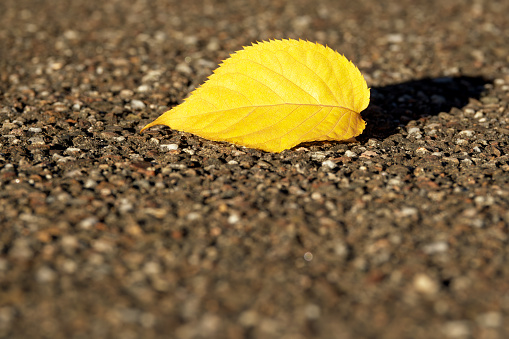 an autumn yellow leaf on the asphalt path close-up